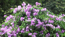 Load image into Gallery viewer, GARLIC VINE Mansoa Alliacea- SMALL Starter Plant-Beautiful Purple Trumpet Flowers-RARE*