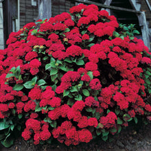 Load image into Gallery viewer, *GLOWING EMBERS**Hydrangea Starter Plant**Deep Violet to Deep RED