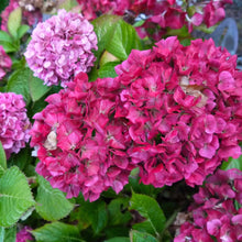 Load image into Gallery viewer, *GLOWING EMBERS**Hydrangea Starter Plant**Deep Violet to Deep RED