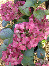 Load image into Gallery viewer, *GLOWING EMBERS**Hydrangea Starter Plant**Deep Violet to Deep RED