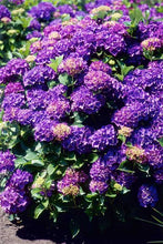 Load image into Gallery viewer, *GLOWING EMBERS**Hydrangea Starter Plant**Deep Violet to Deep RED