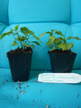 Load image into Gallery viewer, **GOLDEN PLUME** Jacobina Plant **Schaueria Flavicoma** AKA Yellow Justicia Plant**