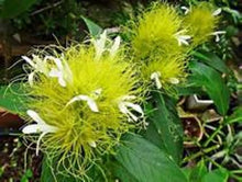 Load image into Gallery viewer, **GOLDEN PLUME** Jacobina Plant **Schaueria Flavicoma** AKA Yellow Justicia Plant**
