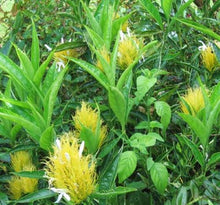 Load image into Gallery viewer, **GOLDEN PLUME** Jacobina Plant **Schaueria Flavicoma** AKA Yellow Justicia Plant**