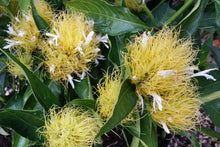Load image into Gallery viewer, **GOLDEN PLUME** Jacobina Plant **Schaueria Flavicoma** AKA Yellow Justicia Plant**