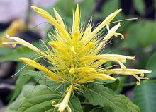 Load image into Gallery viewer, **GOLDEN PLUME** Jacobina Plant **Schaueria Flavicoma** AKA Yellow Justicia Plant**