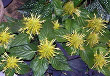 Load image into Gallery viewer, **GOLDEN PLUME** Jacobina Plant **Schaueria Flavicoma** AKA Yellow Justicia Plant**