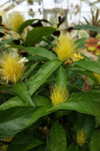 Load image into Gallery viewer, **GOLDEN PLUME** Jacobina Plant **Schaueria Flavicoma** AKA Yellow Justicia Plant**