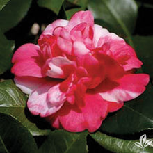 Load image into Gallery viewer, ***GOVERNOR MOUTON** *Bicolor Bloom Camellia Japonica-Live Starter Plant