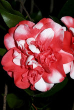 Load image into Gallery viewer, ***GOVERNOR MOUTON** *Bicolor Bloom Camellia Japonica-Live Starter Plant