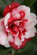 Load image into Gallery viewer, ***GOVERNOR MOUTON** *Bicolor Bloom Camellia Japonica-Live Starter Plant