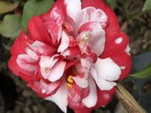 Load image into Gallery viewer, ***GOVERNOR MOUTON** *Bicolor Bloom Camellia Japonica-Live Starter Plant