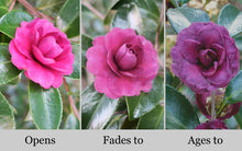 Load image into Gallery viewer, GREENS BLUES**** Bicolor Bloom Camellia Japonica-Live Starter Plant