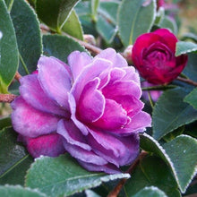 Load image into Gallery viewer, GREENS BLUES**** Bicolor Bloom Camellia Japonica-Live Starter Plant