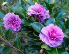 Load image into Gallery viewer, GREENS BLUES**** Bicolor Bloom Camellia Japonica-Live Starter Plant