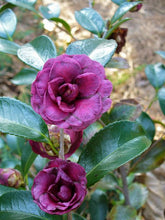 Load image into Gallery viewer, GREENS BLUES**** Bicolor Bloom Camellia Japonica-Live Starter Plant