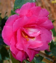 Load image into Gallery viewer, GREENS BLUES**** Bicolor Bloom Camellia Japonica-Live Starter Plant