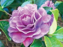 Load image into Gallery viewer, GREENS BLUES**** Bicolor Bloom Camellia Japonica-Live Starter Plant