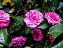 Load image into Gallery viewer, GREENS BLUES**** Bicolor Bloom Camellia Japonica-Live Starter Plant