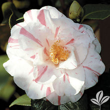 Load image into Gallery viewer, ***HERME WHITE ***Bicolor Bloom Camellia Japonica-Live Starter Plant