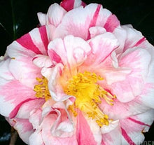 Load image into Gallery viewer, ***HERME WHITE ***Bicolor Bloom Camellia Japonica-Live Starter Plant