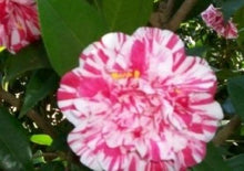 Load image into Gallery viewer, ***HERME WHITE ***Bicolor Bloom Camellia Japonica-Live Starter Plant