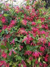 Load image into Gallery viewer, ***TRUMPET CORAL HONEYSUCKLE VINE*** Lonicera Sempervirens Rooted Starter Plant