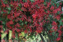 Load image into Gallery viewer, ***TRUMPET CORAL HONEYSUCKLE VINE*** Lonicera Sempervirens Rooted Starter Plant