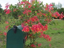 Load image into Gallery viewer, ***TRUMPET CORAL HONEYSUCKLE VINE*** Lonicera Sempervirens Rooted Starter Plant