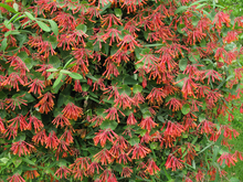 Load image into Gallery viewer, ***TRUMPET CORAL HONEYSUCKLE VINE*** Lonicera Sempervirens Rooted Starter Plant