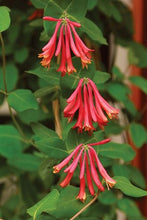 Load image into Gallery viewer, ***TRUMPET CORAL HONEYSUCKLE VINE*** Lonicera Sempervirens Rooted Starter Plant