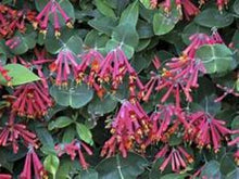 Load image into Gallery viewer, ***TRUMPET CORAL HONEYSUCKLE VINE*** Lonicera Sempervirens Rooted Starter Plant