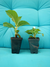 Load image into Gallery viewer, *GLOWING EMBERS**Hydrangea Starter Plant**Deep Violet to Deep RED