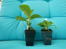 Load image into Gallery viewer, ***L.A. Dreamin *** Hydrangea Macrophylla Starter Plant