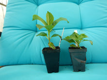 Load image into Gallery viewer, ***NIKKO BLUE*** Hydrangea Macrophylla Starter Plant