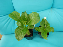 Load image into Gallery viewer, ***ROSY SPLENDOR*** Hydrangea Macrophylla AKA 'Tinkerbell' Starter Plant