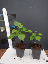 Load image into Gallery viewer, **RIJNSTAR WHITE**Live Well Rooted Bougainvillea STARTER plant