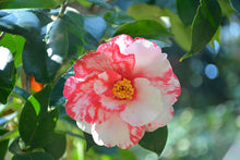 Load image into Gallery viewer, ***IWANE-SHIBORI** *Bicolor Bloom Camellia Japonica-Live Starter Plant