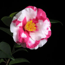 Load image into Gallery viewer, ***IWANE-SHIBORI** *Bicolor Bloom Camellia Japonica-Live Starter Plant