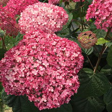 Load image into Gallery viewer, SPIRIT II INVINCIBELLE~~Hydrangea Starter Plant~~PINK & RED