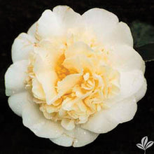 Load image into Gallery viewer, ***JURY'S YELLOW* **Bicolor Bloom Camellia Japonica-Live Starter Plant
