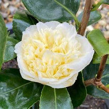 Load image into Gallery viewer, ***JURY'S YELLOW* **Bicolor Bloom Camellia Japonica-Live Starter Plant