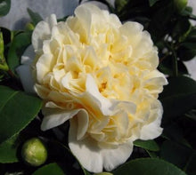 Load image into Gallery viewer, ***JURY'S YELLOW* **Bicolor Bloom Camellia Japonica-Live Starter Plant