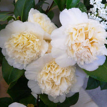 Load image into Gallery viewer, ***JURY'S YELLOW* **Bicolor Bloom Camellia Japonica-Live Starter Plant
