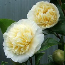 Load image into Gallery viewer, ***JURY'S YELLOW* **Bicolor Bloom Camellia Japonica-Live Starter Plant