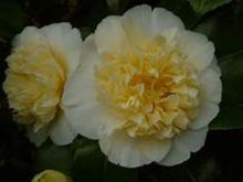 Load image into Gallery viewer, ***JURY'S YELLOW* **Bicolor Bloom Camellia Japonica-Live Starter Plant