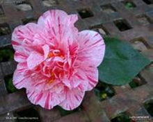 Load image into Gallery viewer, ****KICK OFF* **Bicolor Bloom Camellia Japonica-Live Starter Plant