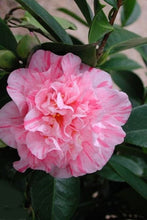 Load image into Gallery viewer, ****KICK OFF* **Bicolor Bloom Camellia Japonica-Live Starter Plant