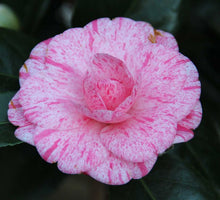 Load image into Gallery viewer, ****KICK OFF* **Bicolor Bloom Camellia Japonica-Live Starter Plant