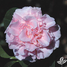 Load image into Gallery viewer, KING'S RANSOM** *Bicolor Bloom Camellia Japonica-Live Starter Plant